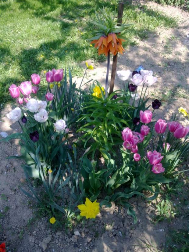 Tulipany a ine, Okrasné záhradky Tulipany a ine, Okrasné záhradky, konvalinka123, 1