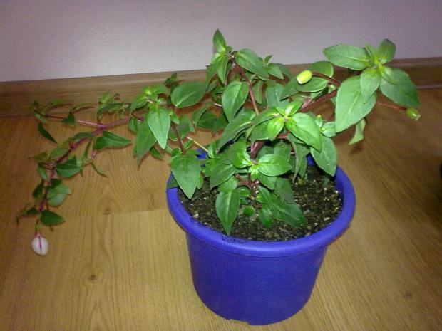 Dnešný nákup - fuksia :), Terasy, anicka1008, 1