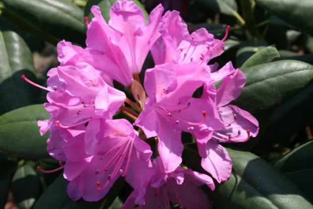 rododendron, Okrasné záhradky, bianchetka, 1