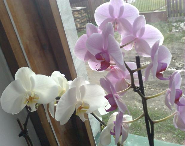 Orchidejky I., Izbové kvety, Kacenka9, 1