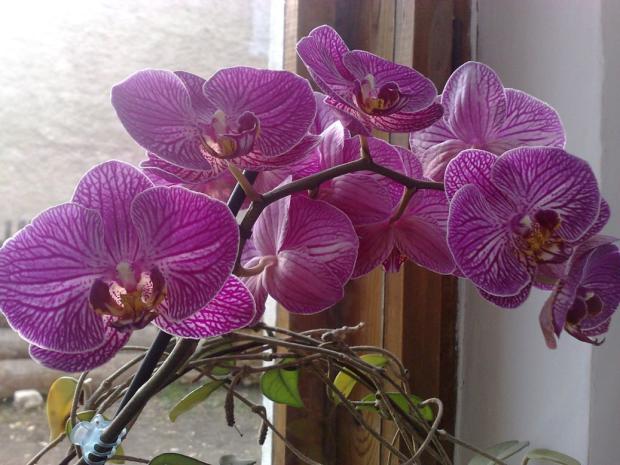 Orchidejky II., Izbové kvety Orchidejky II., Izbové kvety, Kacenka9, 1