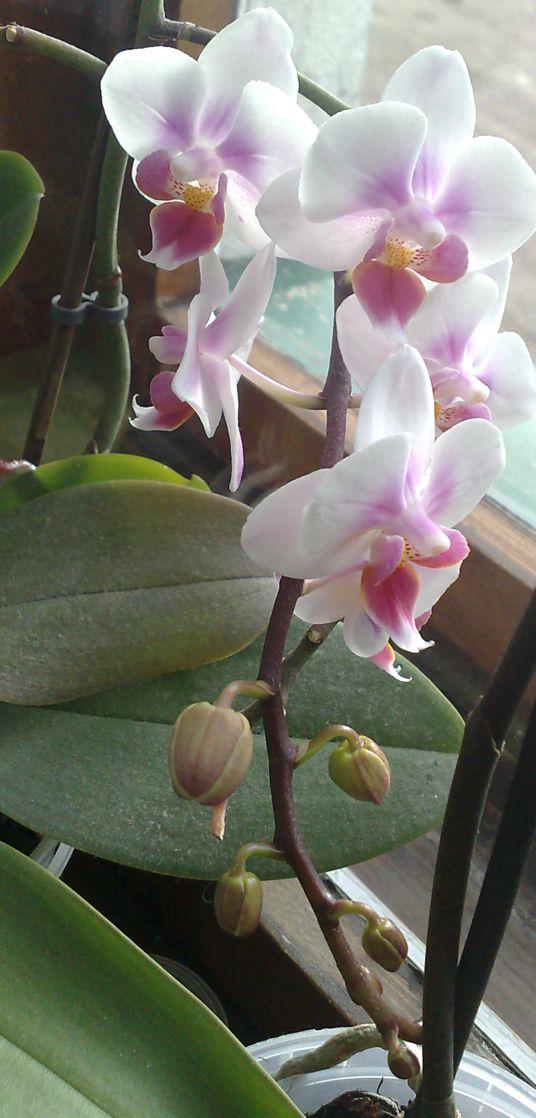 Orchidejky IV., Izbové kvety Orchidejky IV., Izbové kvety, Kacenka9, 1