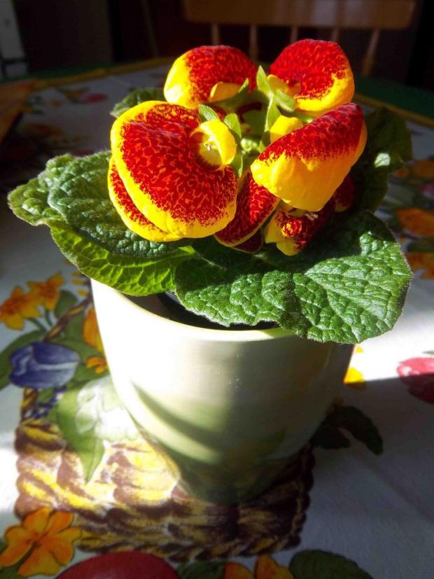 Calceolaria-2, Izbové kvety Calceolaria-2, Izbové kvety, Oliver, 1
