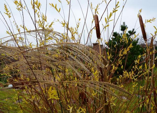 typha, vŕba Hakuro Nishiki a ozdobnica, Okrasné záhradky, , 1