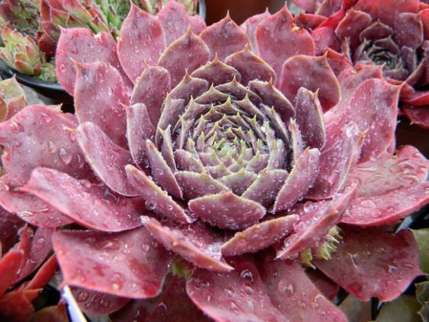 Sempervivum po daždi 2, Skalky, marian1, 1