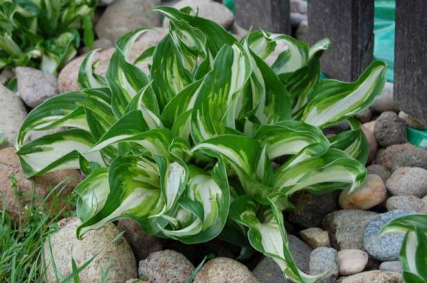 hosta od mamky :-), Náš dvor hosta od mamky :-), Náš dvor, Letňanka, 1