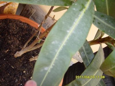2foto oleander, Obrazky k článkom, zdenca, 1