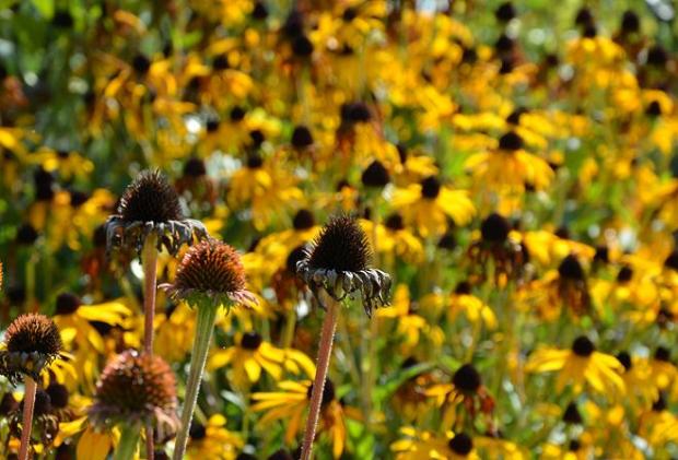 echinacea a rudbeckia- nerozluční kamaráti aj po odkvitnutí, Okrasné záhradky echinacea a rudbeckia- nerozluční kamaráti aj po odkvitnutí, Okrasné záhradky, , 1