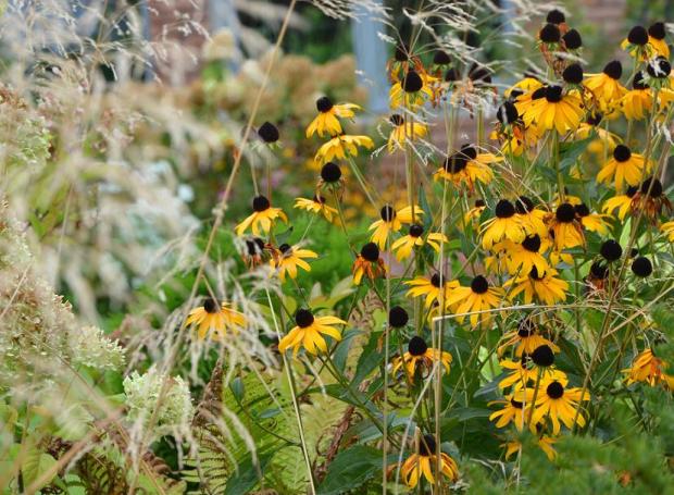tieto rudbeckie sa ešte držia, inde sú už odkvitnuté, Okrasné záhradky tieto rudbeckie sa ešte držia, inde sú už odkvitnuté, Okrasné záhradky, , 1