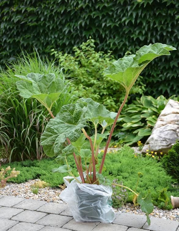 Pozor!! Gunnera tinctoria- tip na nákupo-výlet, Okrasné záhradky Pozor!! Gunnera tinctoria- tip na nákupo-výlet, Okrasné záhradky, , 1