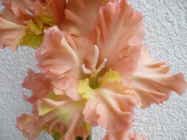 Gladiola ´ADONIS´ - detail, Kvetinové portréty, alpinka, 1