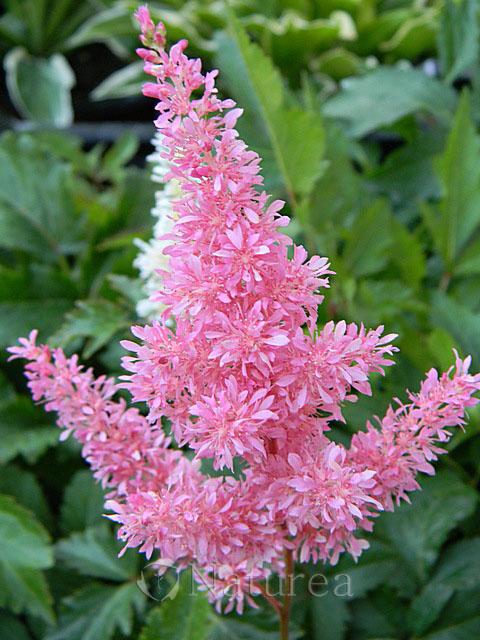 Astilbe, Okrasné záhradky Astilbe, Okrasné záhradky, marian1, 1