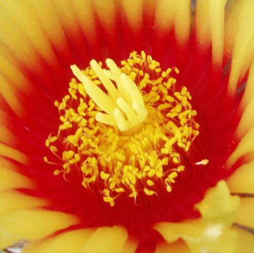 astrophytum capricorne - blizna, Kvetinové portréty, tessee13, 1