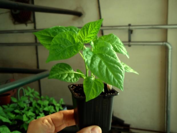 Chilli Trinidad Scorpion "Butch T" sadenička, Zeleninová záhrada Chilli Trinidad Scorpion "Butch T" sadenička, Zeleninová záhrada, Zero, 1