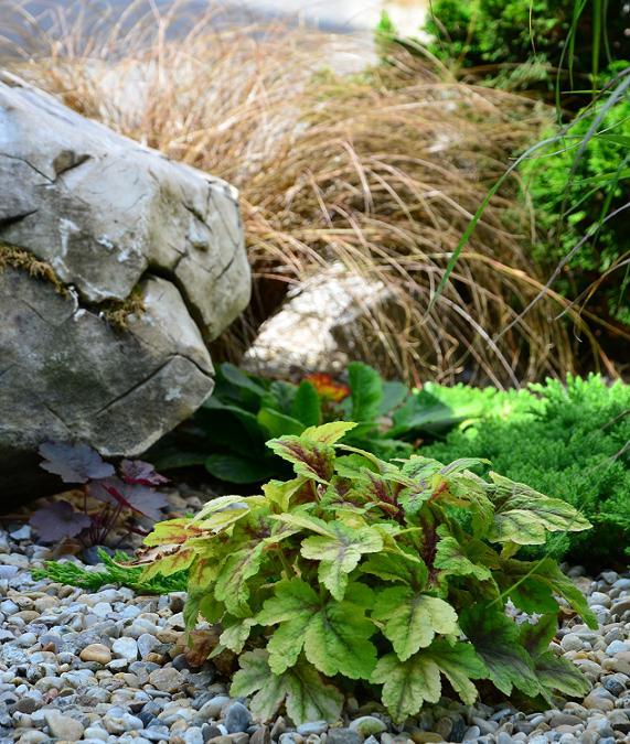 heucherella a za ňou jesenné kvitnutie primulky, Okrasné záhradky heucherella a za ňou jesenné kvitnutie primulky, Okrasné záhradky, , 1