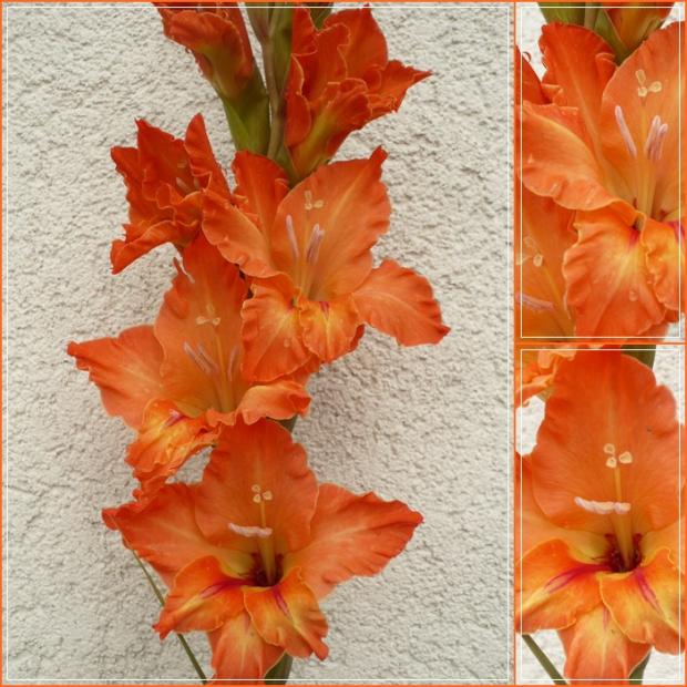 Gladiola - ´BRONISLAVA´ (semenáč), Kvetinové portréty Gladiola - ´BRONISLAVA´ (semenáč), Kvetinové portréty, alpinka, 1