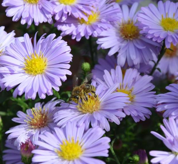 Aster dumosus- moja najobľúbenejšia astra, Kvetinové portréty Aster dumosus- moja najobľúbenejšia astra, Kvetinové portréty, , 1
