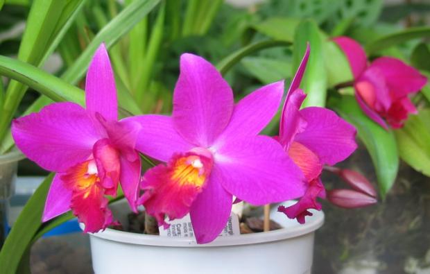 Cattleya, Izbové kvety Cattleya, Izbové kvety, Natasha, 1