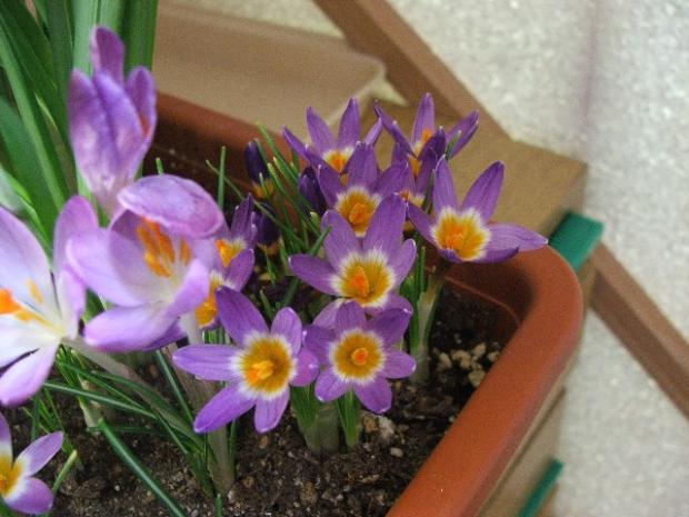 Crocus sieberi ssp. sublimus 'TRICOLOR', Balkóny, micquie, 1