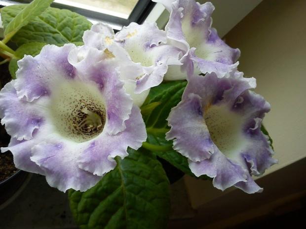 gloxinia ako inak, Izbové kvety gloxinia ako inak, Izbové kvety, Katus, 1
