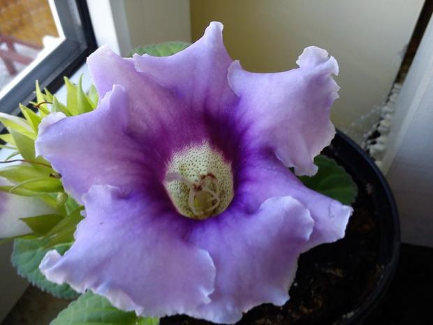 gloxinia :), Izbové kvety gloxinia :), Izbové kvety, Katus, 1