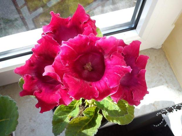 gloxinia :), Izbové kvety gloxinia :), Izbové kvety, Katus, 1
