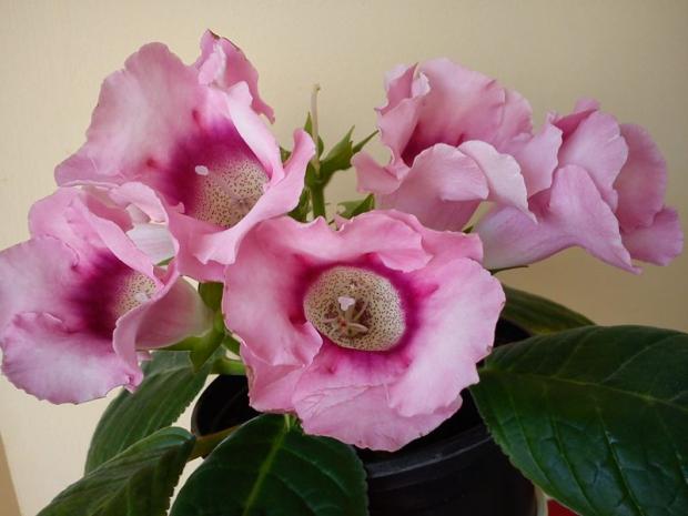 gloxinia :), Izbové kvety gloxinia :), Izbové kvety, Katus, 1