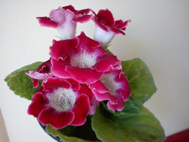 gloxinia :) gloxinia :), Katus, 1