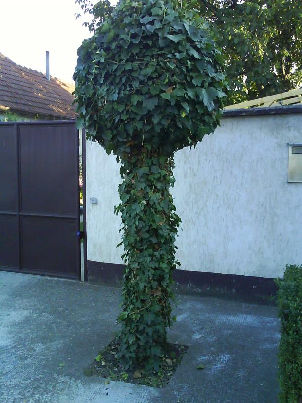 Globus pred domom, Náš dvor, tunde, 1