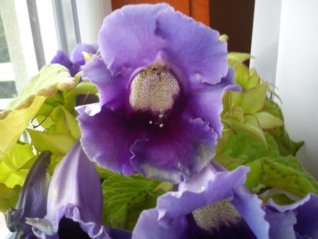 gloxinia :) , Izbové kvety, Katus, 1
