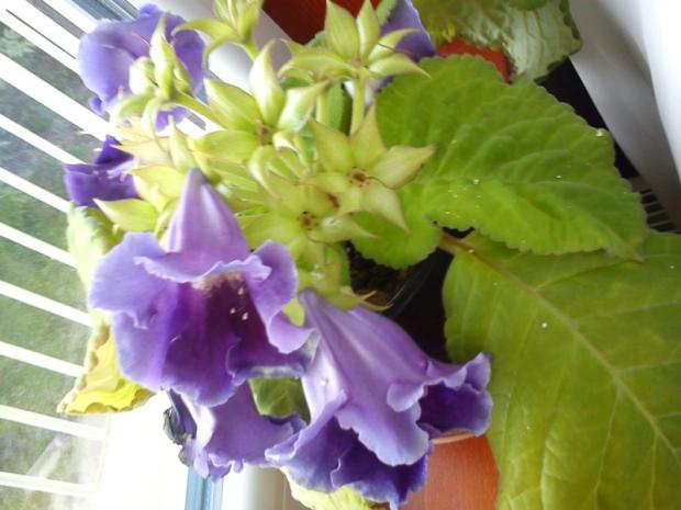 gloxinia :) pohlad z boku, Izbové kvety gloxinia :) pohlad z boku, Izbové kvety, Katus, 1