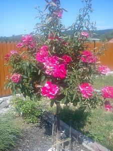 Ruža na kmienku, Okrasné záhradky, Tulipánka, 1