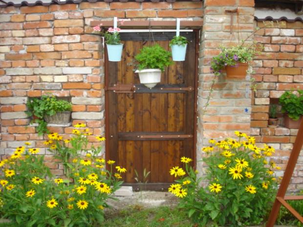 Rudbekie, Okrasné záhradky, nefertiti7, 1