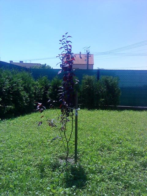 Prunus, Náš dvor, Mira, 1