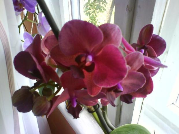 Orchidea, Izbové kvety, Anas, 1