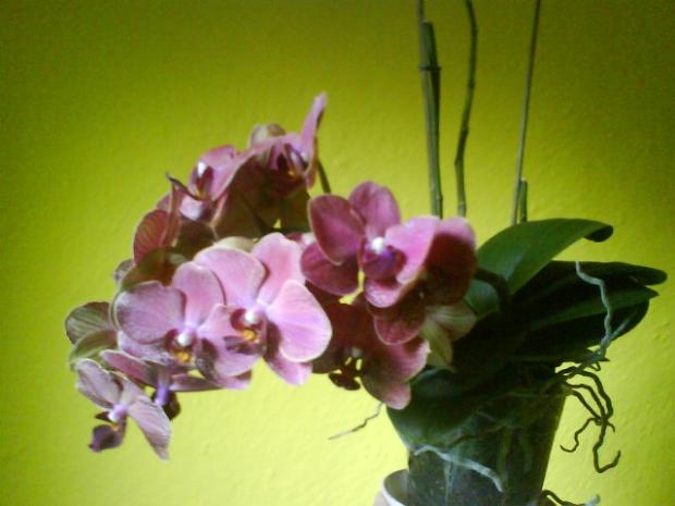 Orchidea 2, Izbové kvety, Anas, 1