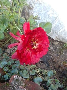 Ešte dnes takto veselo kvitneme II., Okrasné záhradky, Tulipánka, 1