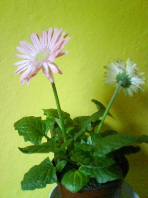 Gerbera, Izbové kvety, Anas, 1