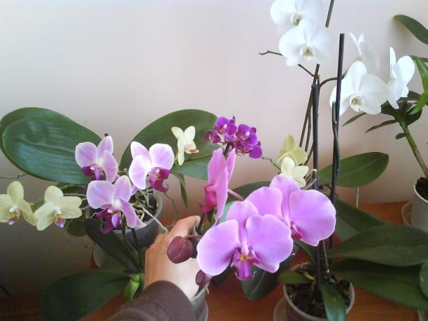orchidejky moje čo teraz kvitnu, Izbové kvety, Katus, 1