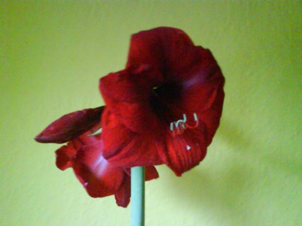 Amaryllis, Izbové kvety, Anas, 1