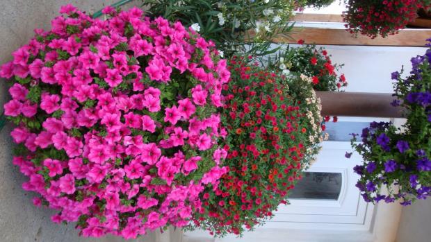 predavam tahave muskaty a ine balkonove kvety a berem objednavky na vysadbu 0903359755, Balkóny, kastle, 1
