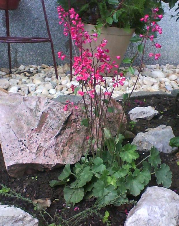 ..., Skalky ..., Skalky, Fialka27, 1