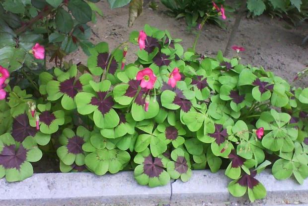 oxalis..., Okrasné záhradky oxalis..., Okrasné záhradky, Fialka27, 1