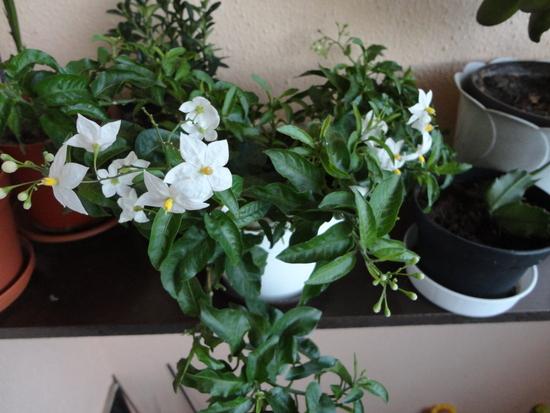 jasmin...aspon si myslim:) ešte stáále na balkone, Balkóny, ddaniela, 1