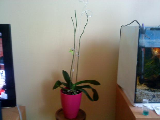 orchidka, kiwinkka, 1
