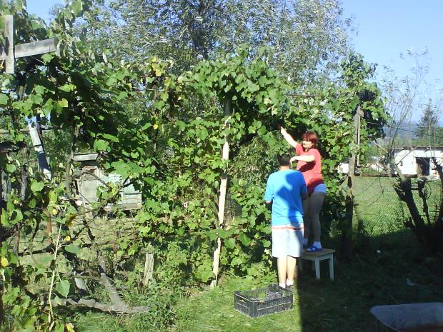 ZBER HROZNA 2007, Náš dvor, jarik, 1