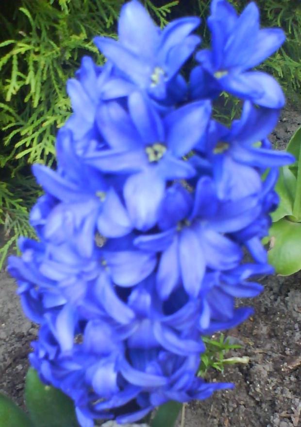 Hyacinty :oP, Skalky, Viktória.Pustaiova, 1