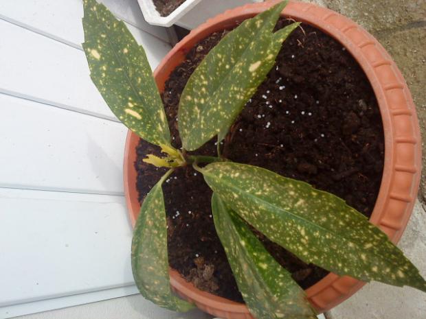 aucuba japonica, Kvetinové portréty, Silvia 123, 1