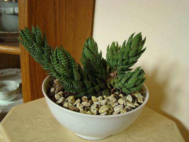Haworthia, Sukulenty, kaktusarka, 1