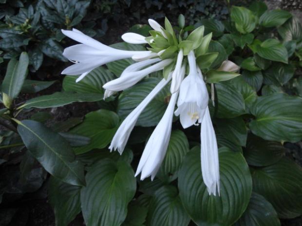 biela hosta, tamako, 1